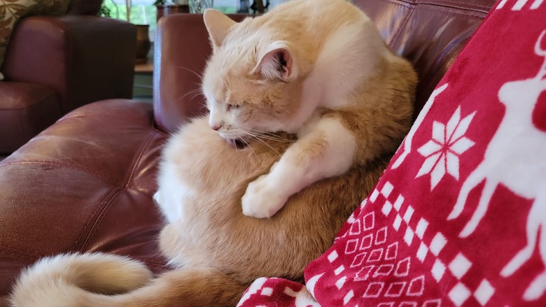 chonky orange cat licking belly.