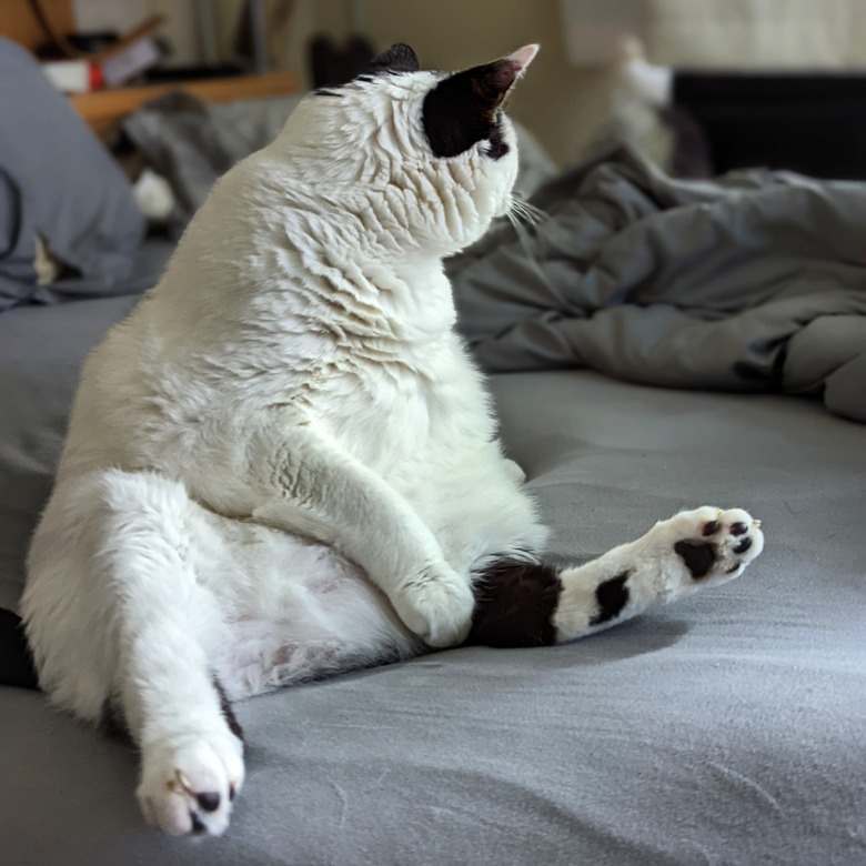 chonky black & white cat sitting on a bed.