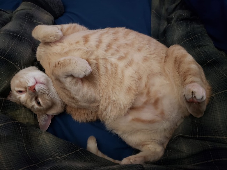 chonky orange cat shows off belly.