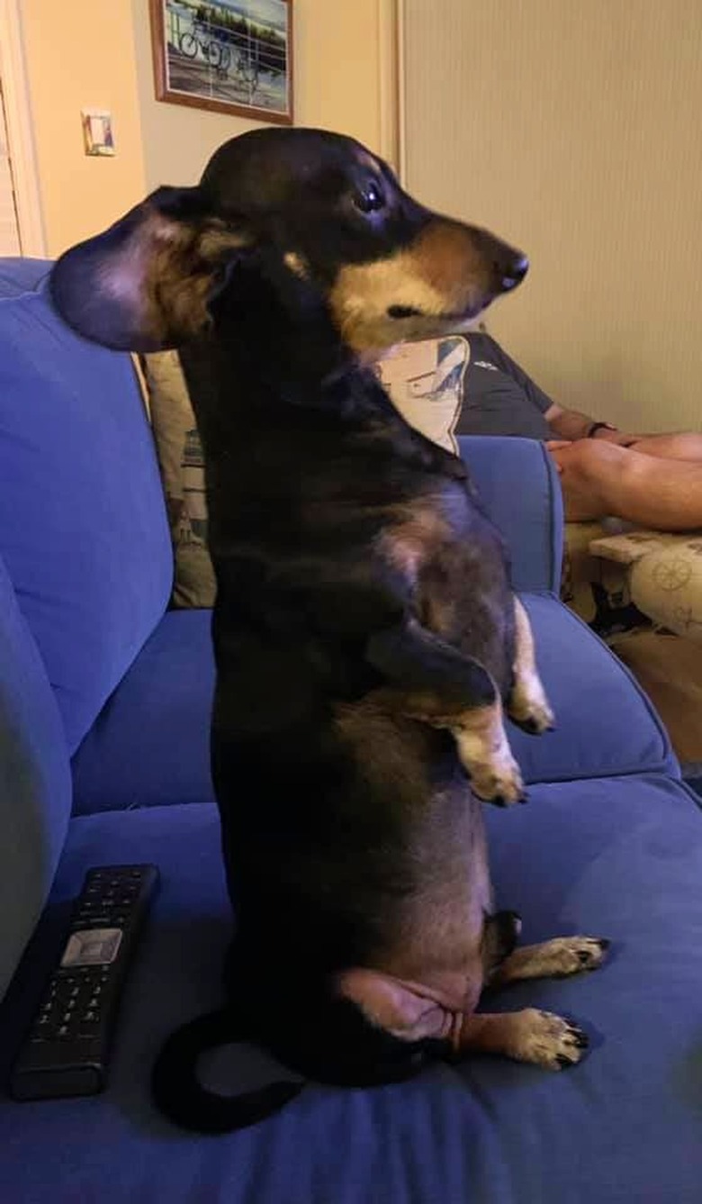 dog stands on hind legs to watch TV