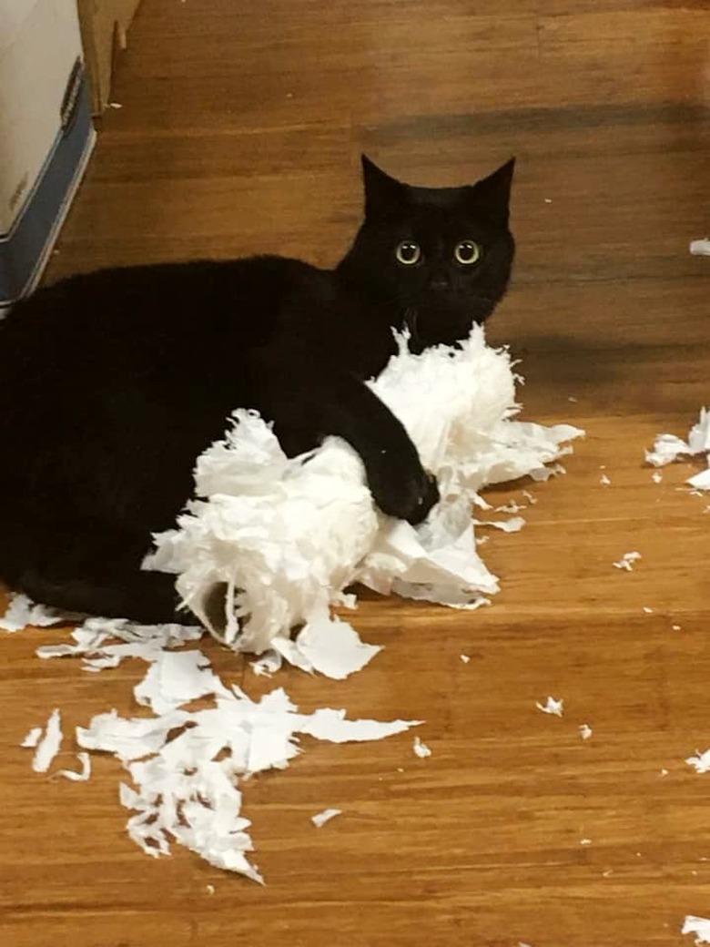 cat tears up toilet paper