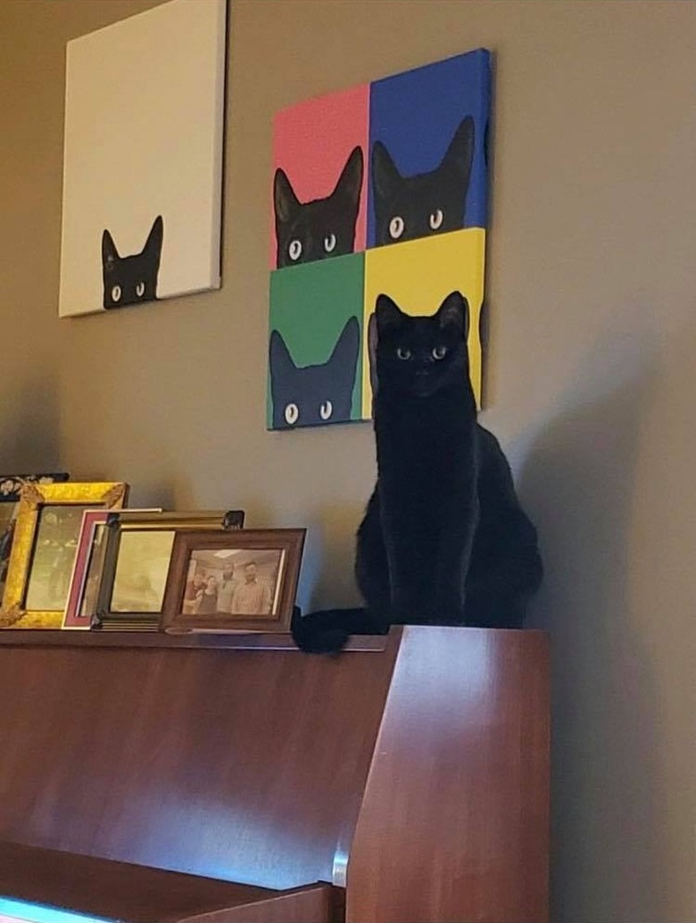 black cat hides from owner