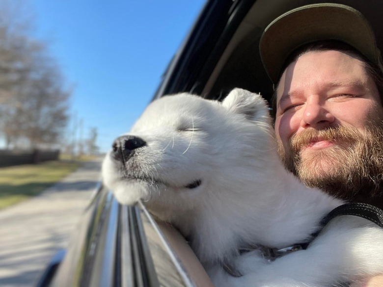 dog sticks head out of car window