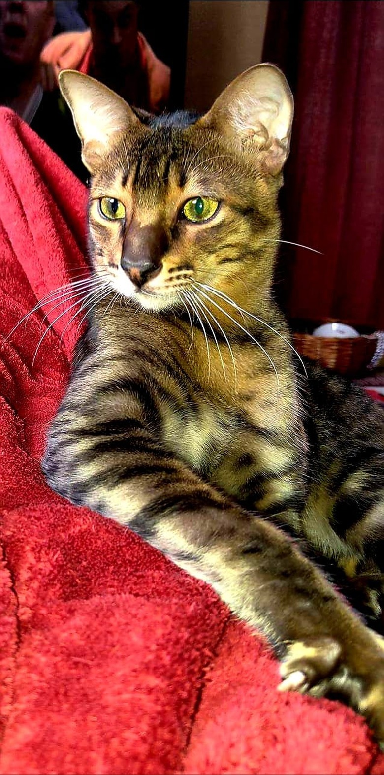 tabby cat with striking eyes is very photogenic