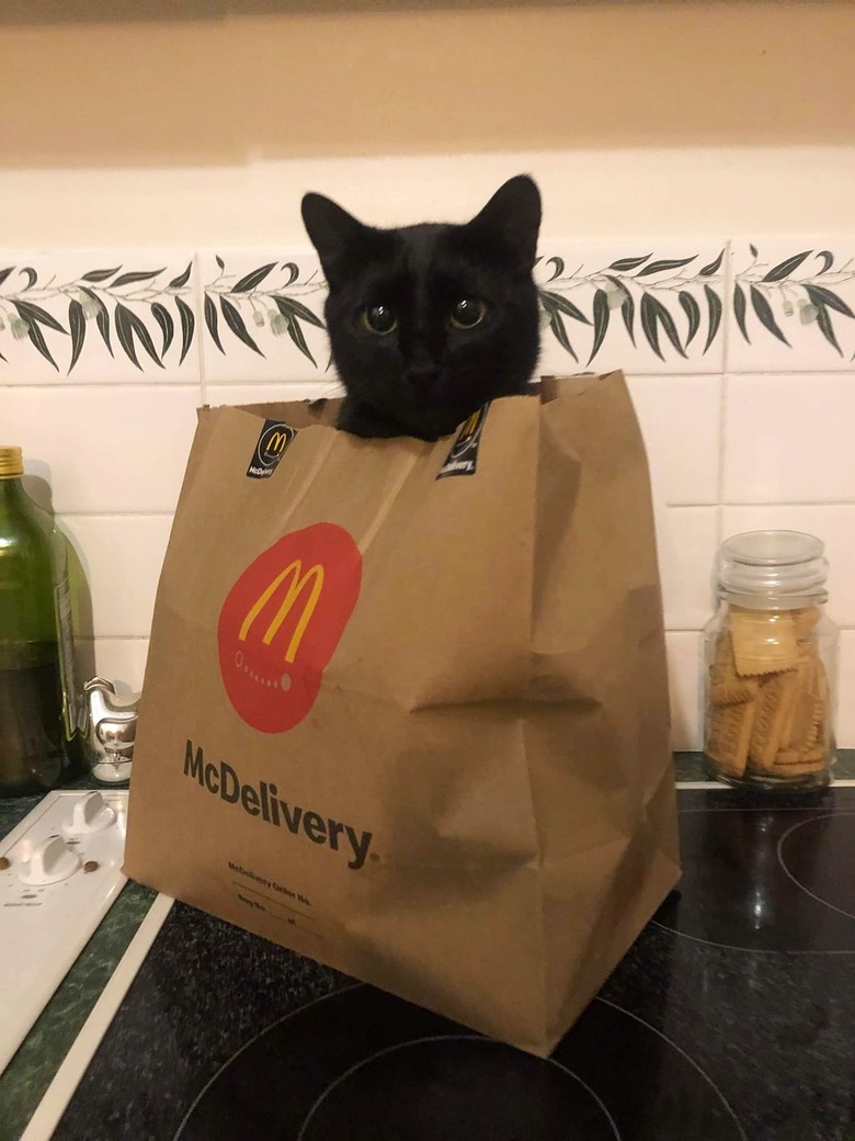 black cat sticks head out of McDonalds bag