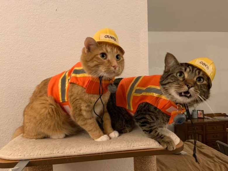 cats wearing safety vests and construction helmets