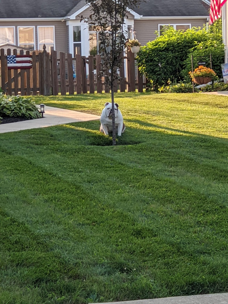 fat dog tries to hide behind skinny tree