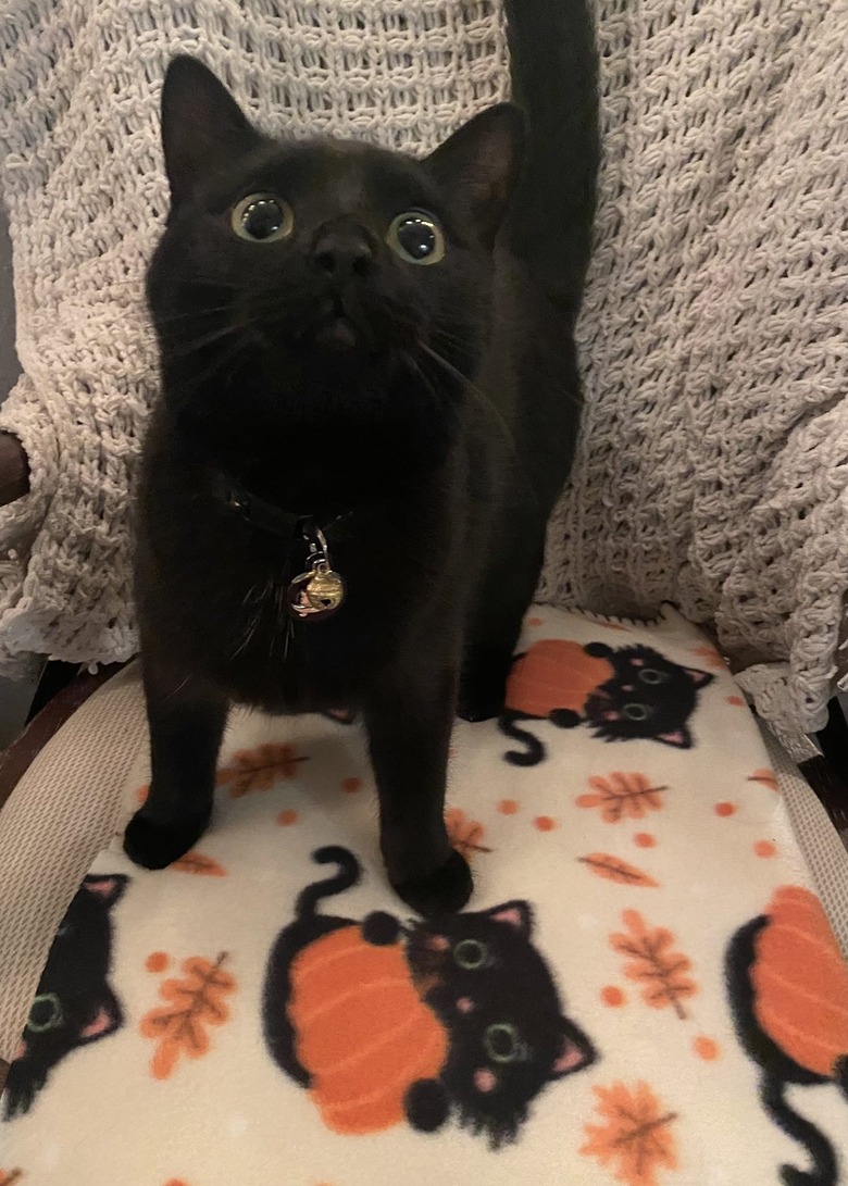 black cat on blanket with black cat pattern