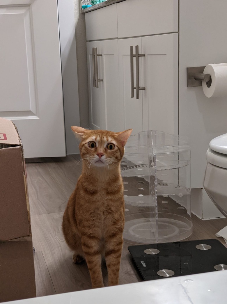 cat sees woman in the bath for first time