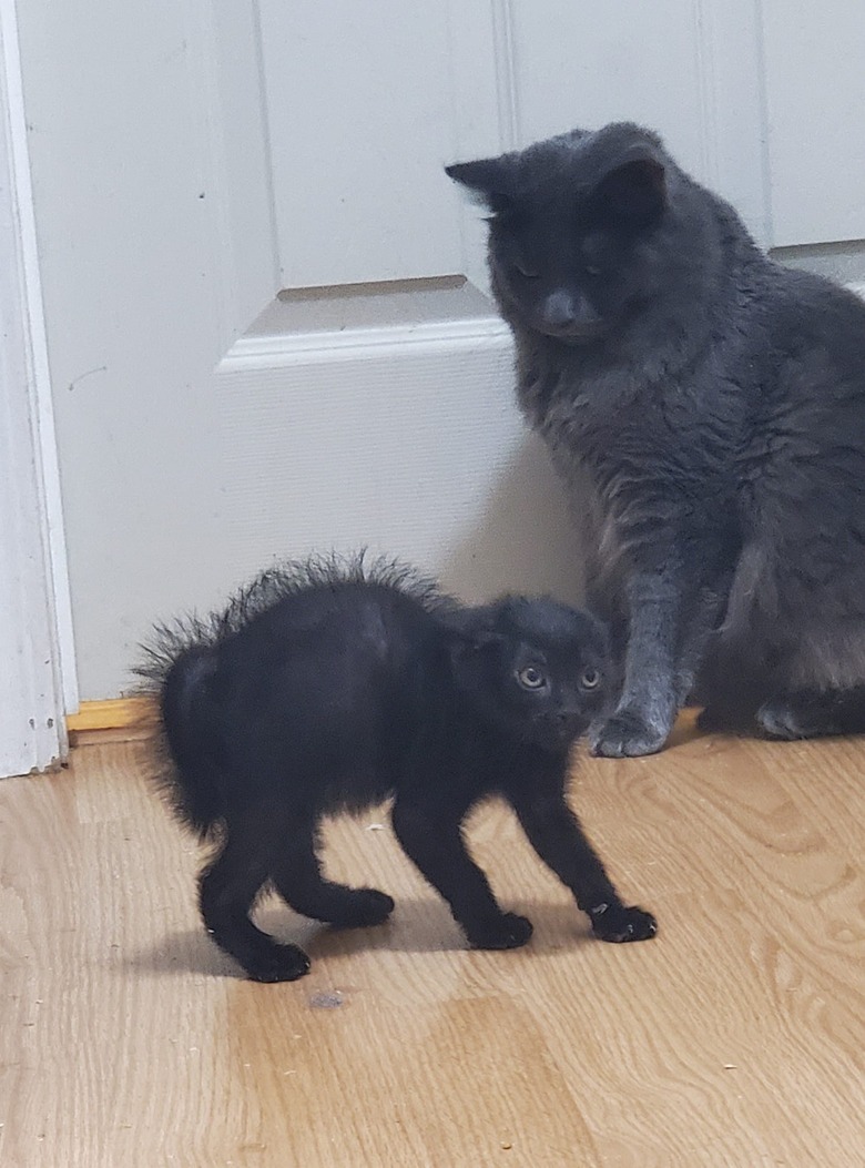 kitten nervous about meeting older cats