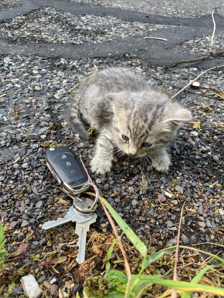 tiny kitten next to car keys