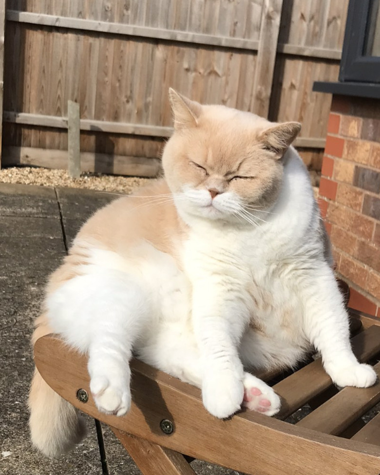 a fluffy white and orange cat sitting in the sun.