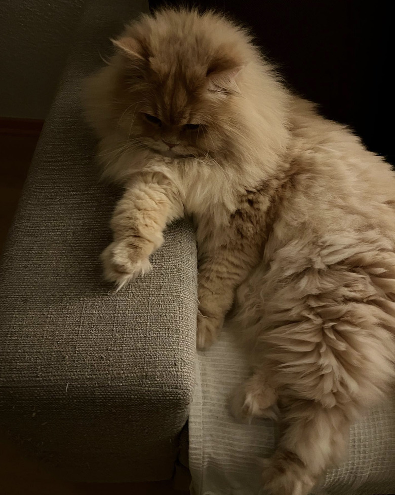 a fluffy cat staring at their paw.