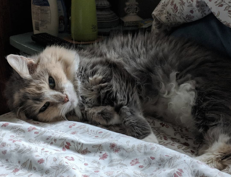 a fluffy cat with curly fluffy belly hair.