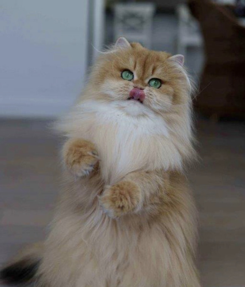 a fluffy white and orange cat sitting up.