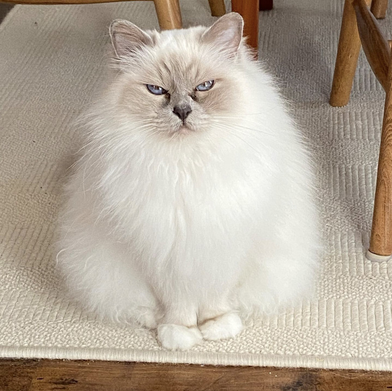 a fluffy white cat with a grumpy look on their face.