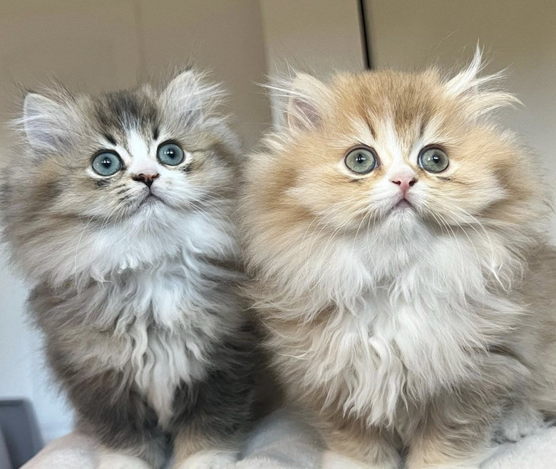 a fluffy gray kitten sitting next to a fluffy orange kitten.