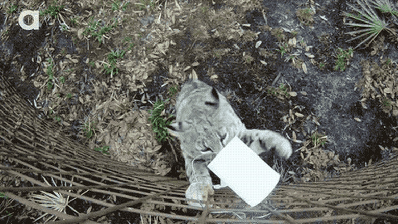 bobcat vs toilet paper