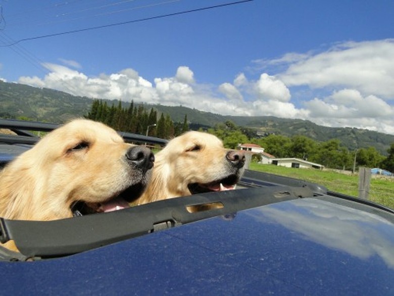 Two happy golden retrievers are enjoying the fresh air from the sun roof in a convertible.