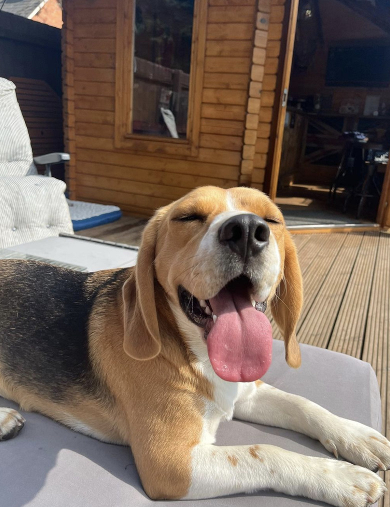 A happy beagle is sitting on a chaise lounge with their eyes closed and their tongue out.