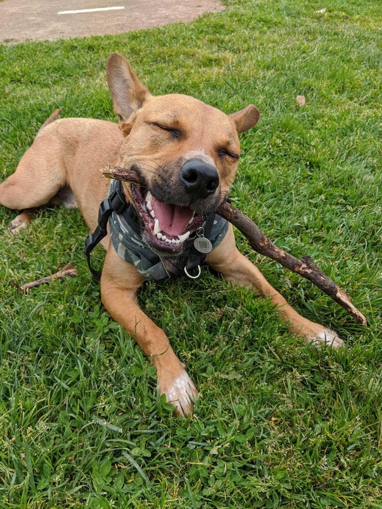 A happy dog is chewing on a stick in the grass.