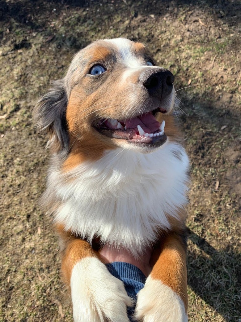 A happy dog is reaching up while getting a belly rub.