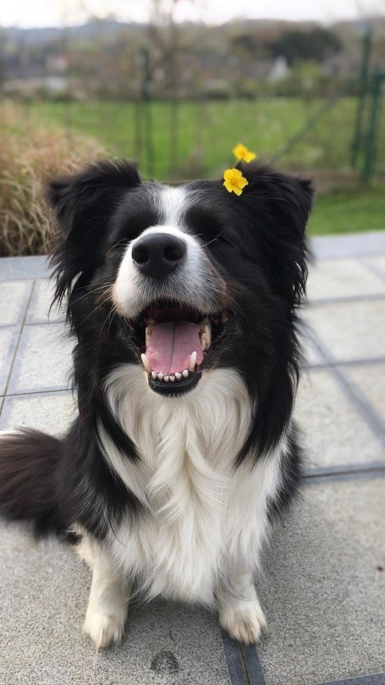 A smiling dog has two tiny yellow flowers behind their ear.