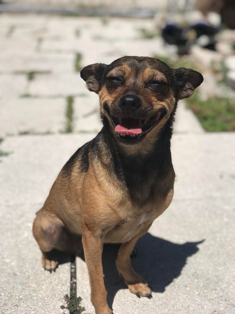 A smiling dog is sitting on a step and enjoying the sunshine.