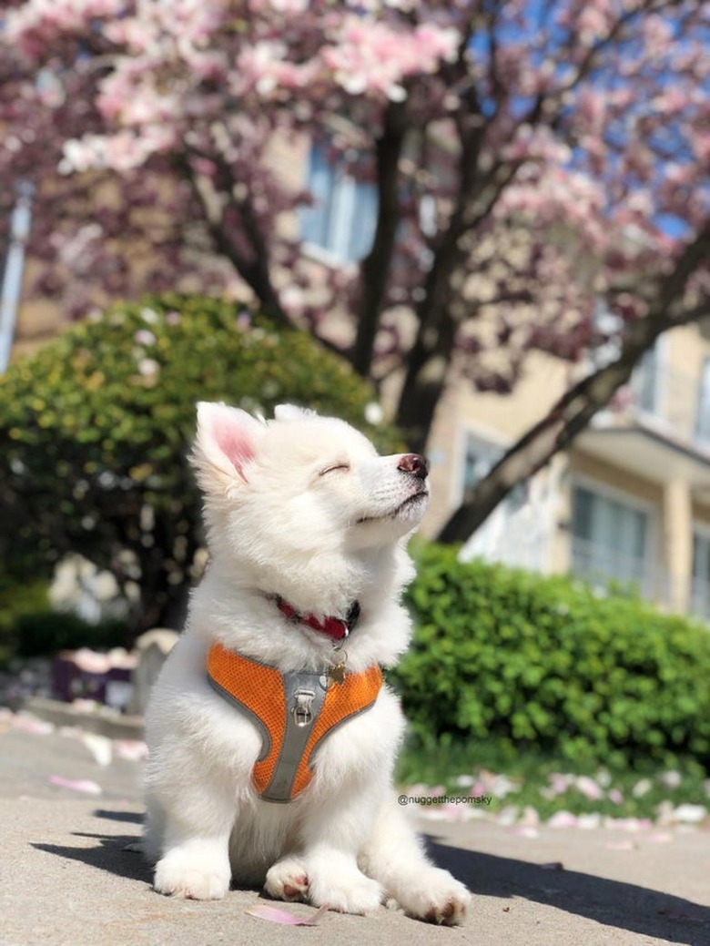 A dog is closing their eyes while sitting in the sunshine.