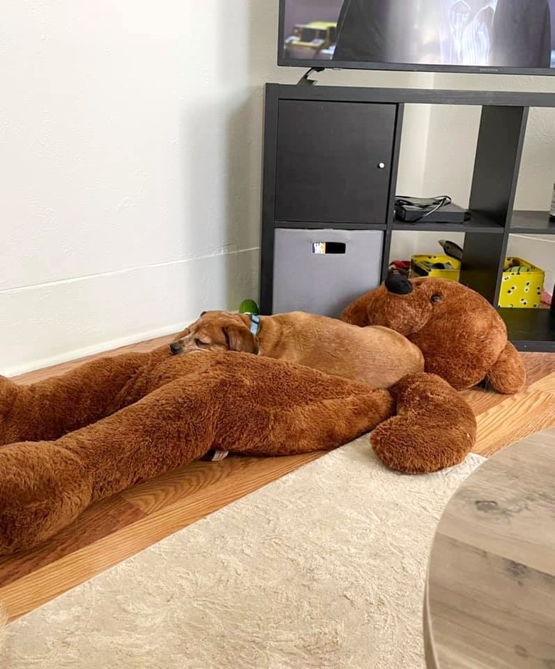 brown dog sleeps on stuffed brown bear