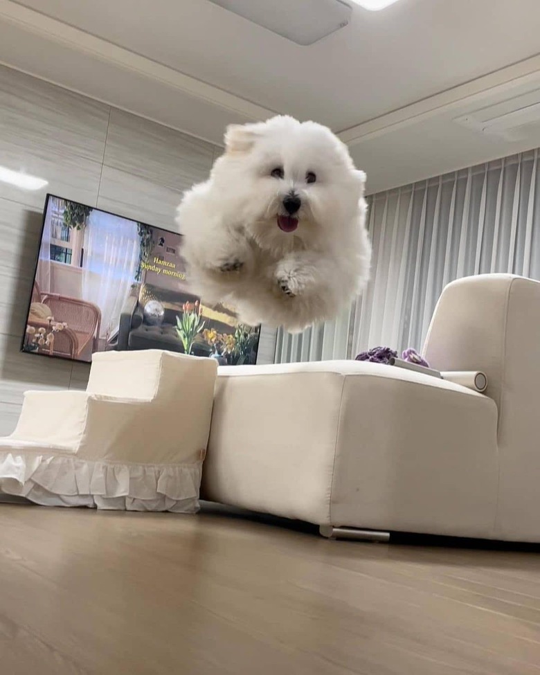 white dog in a living room, looks like a cloud flying through sky