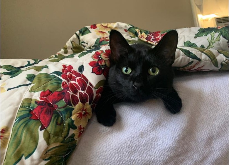 black cat laying underneath a blanket on a bed