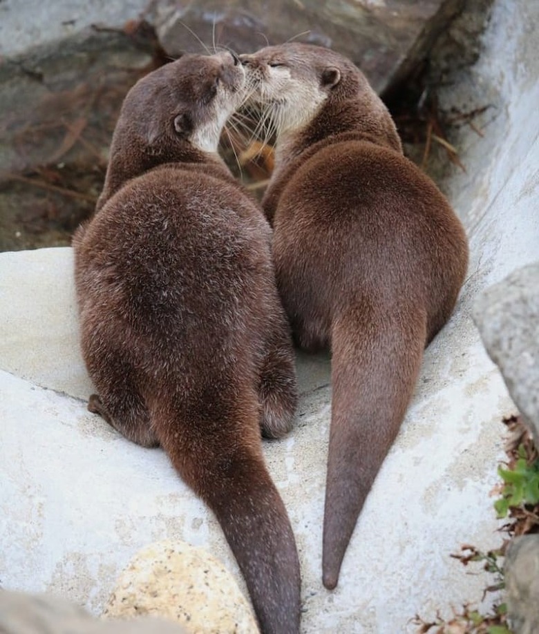 Two otters nuzzling