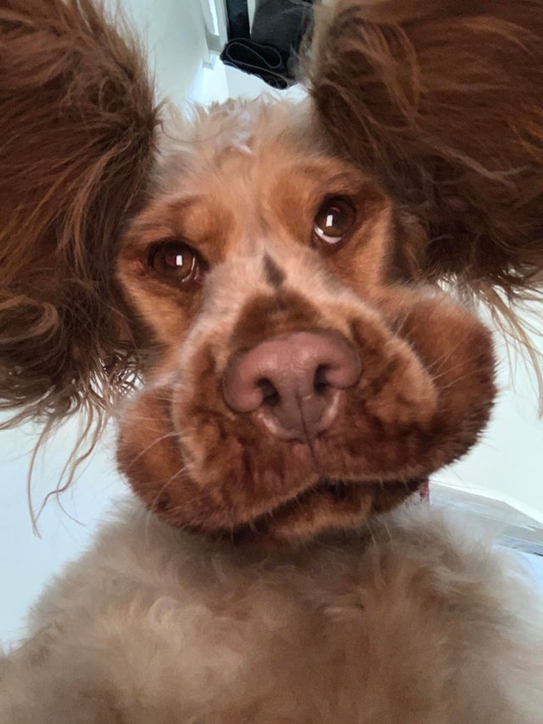 Brown and white dog looking down at camera.