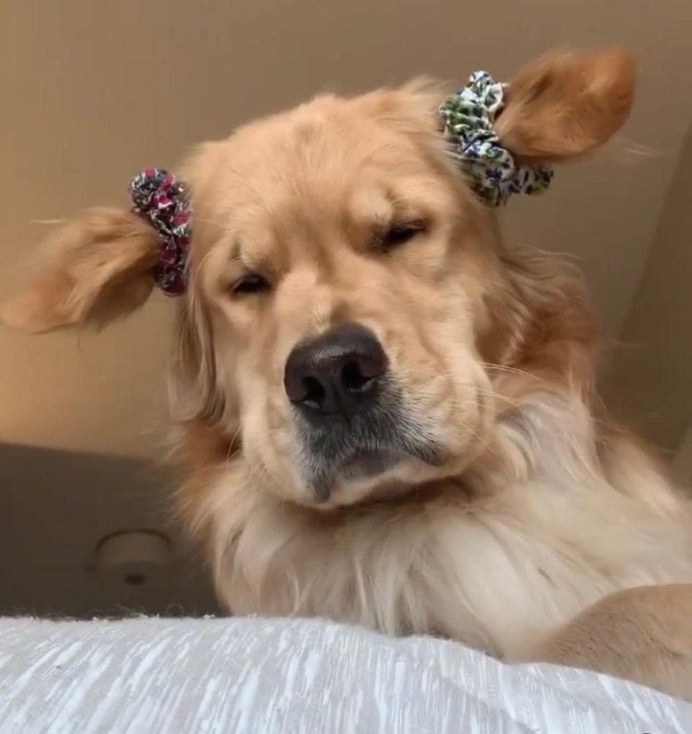 Dog wearing scrunchies on ears looking down at camera.