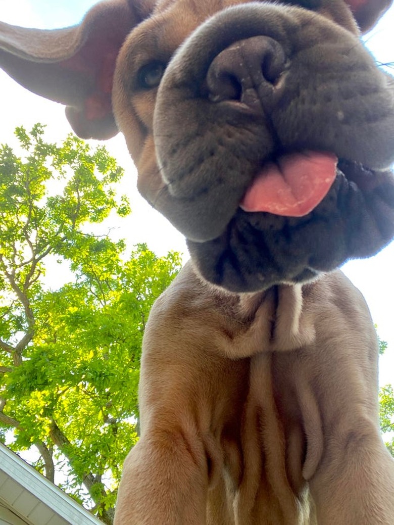 Dog with their tongue out and looking down at the camera.