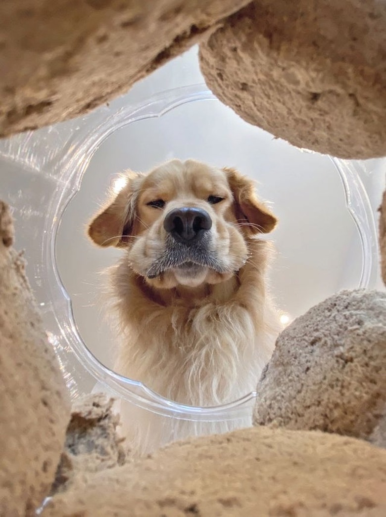 Dog looking down at camera through cookie jar filled with cookies.