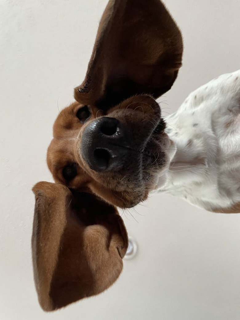 Dog looking down at camera.