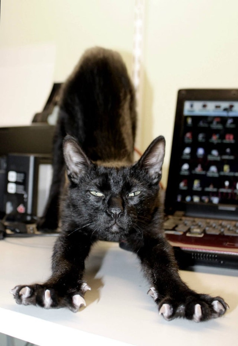 Black cat stretching towards camera with claws extended