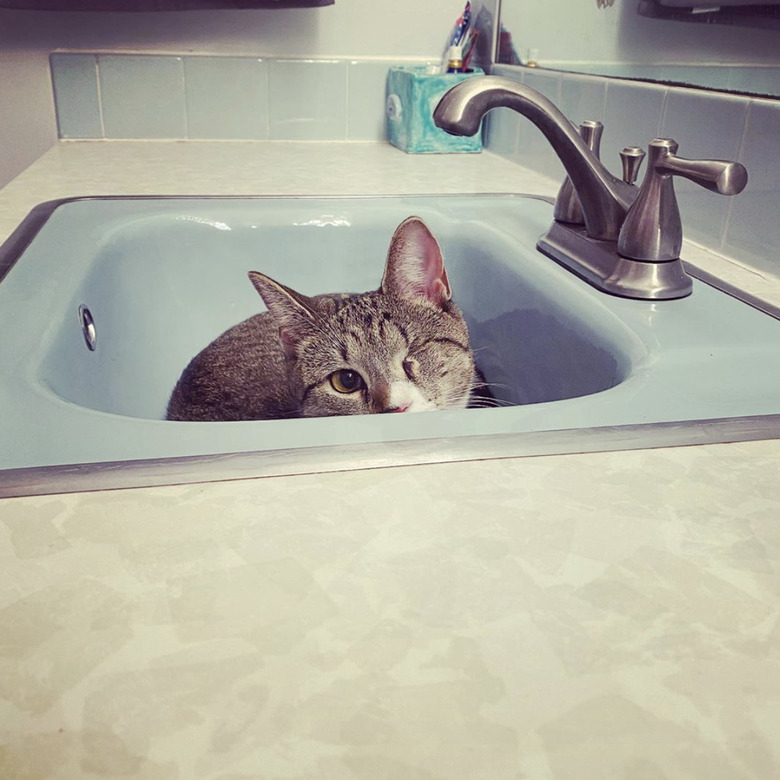 A cat with one eye closed is inside a sink.