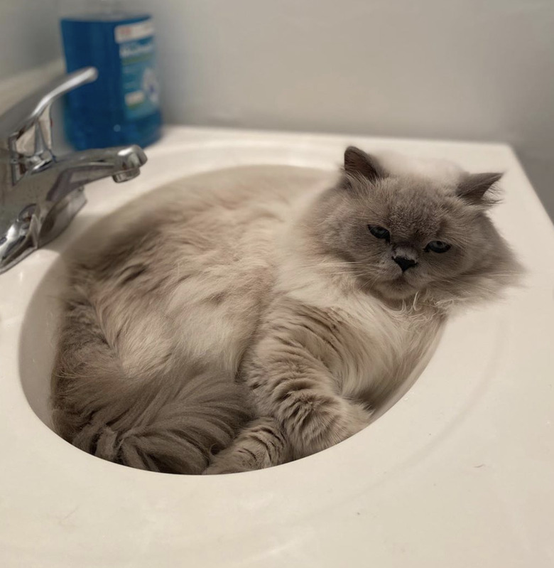 A gray cat is sleeping in a sink.