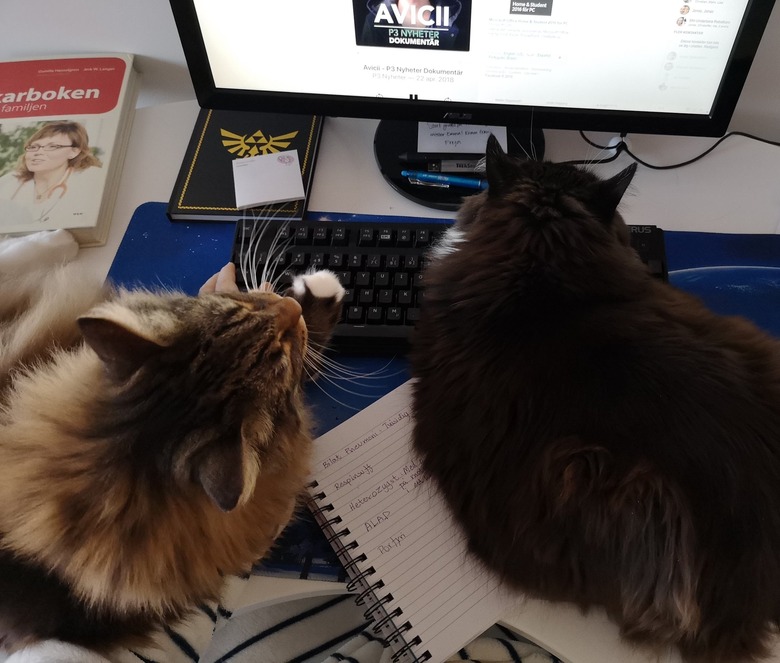 cats sleep on keyboard