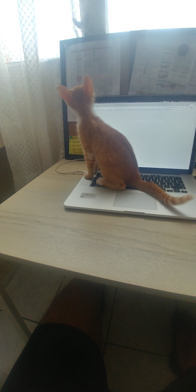 cat sitting on laptop 