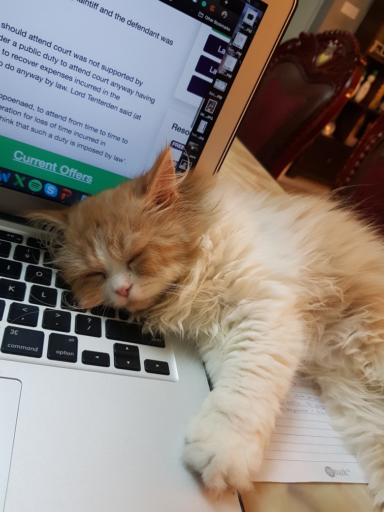 cat dozes on open laptop