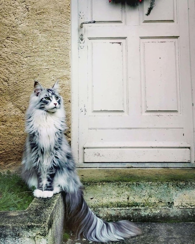 Cat with long tail posing