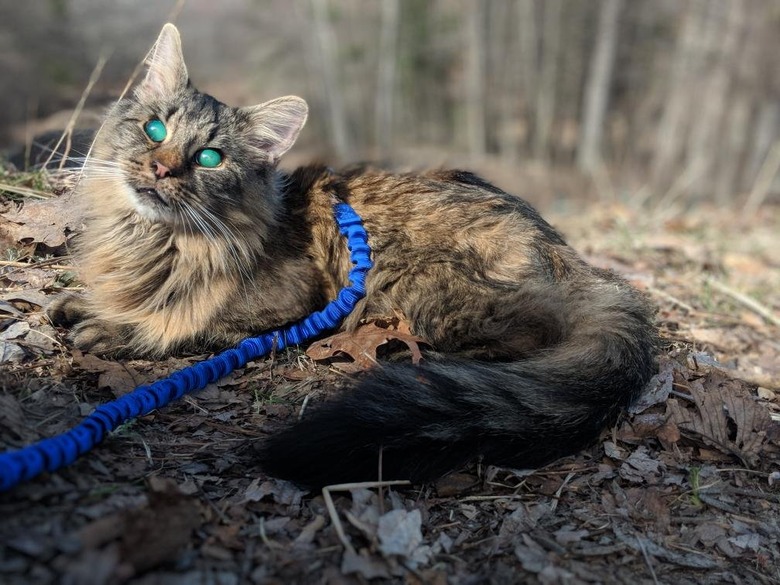 Cat with aqua colored eyes