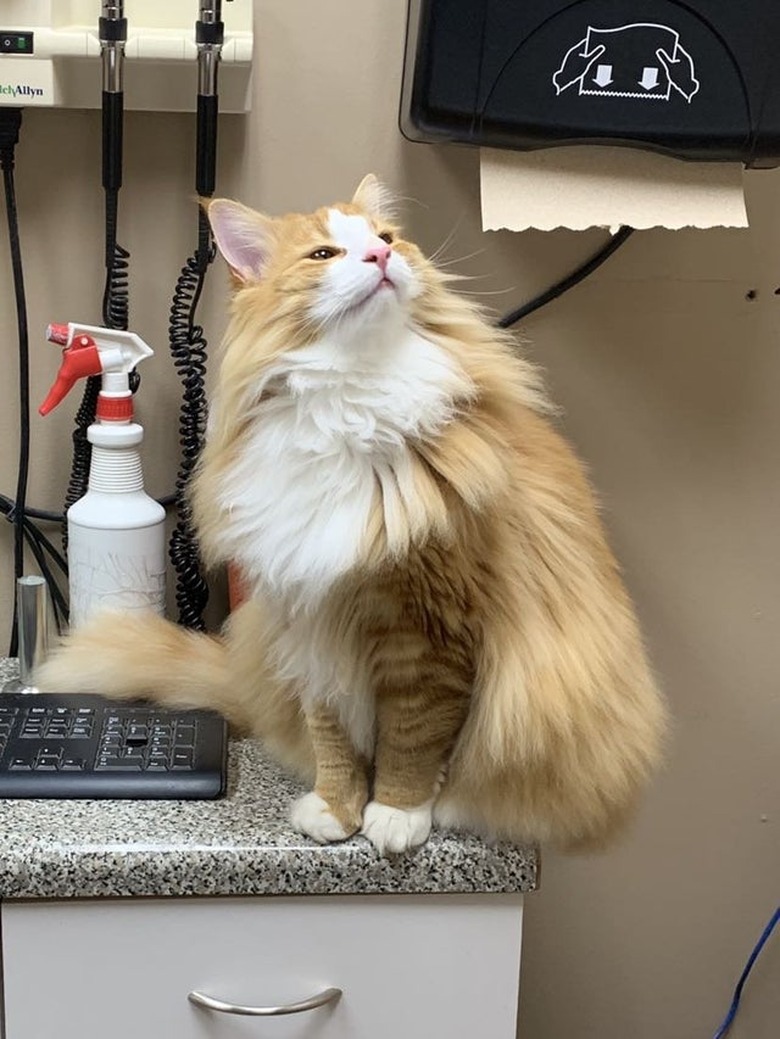 Fluffy cat looking up