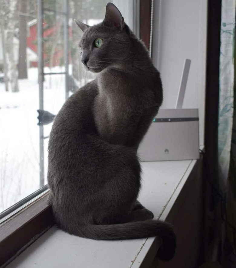 Russian Blue cat