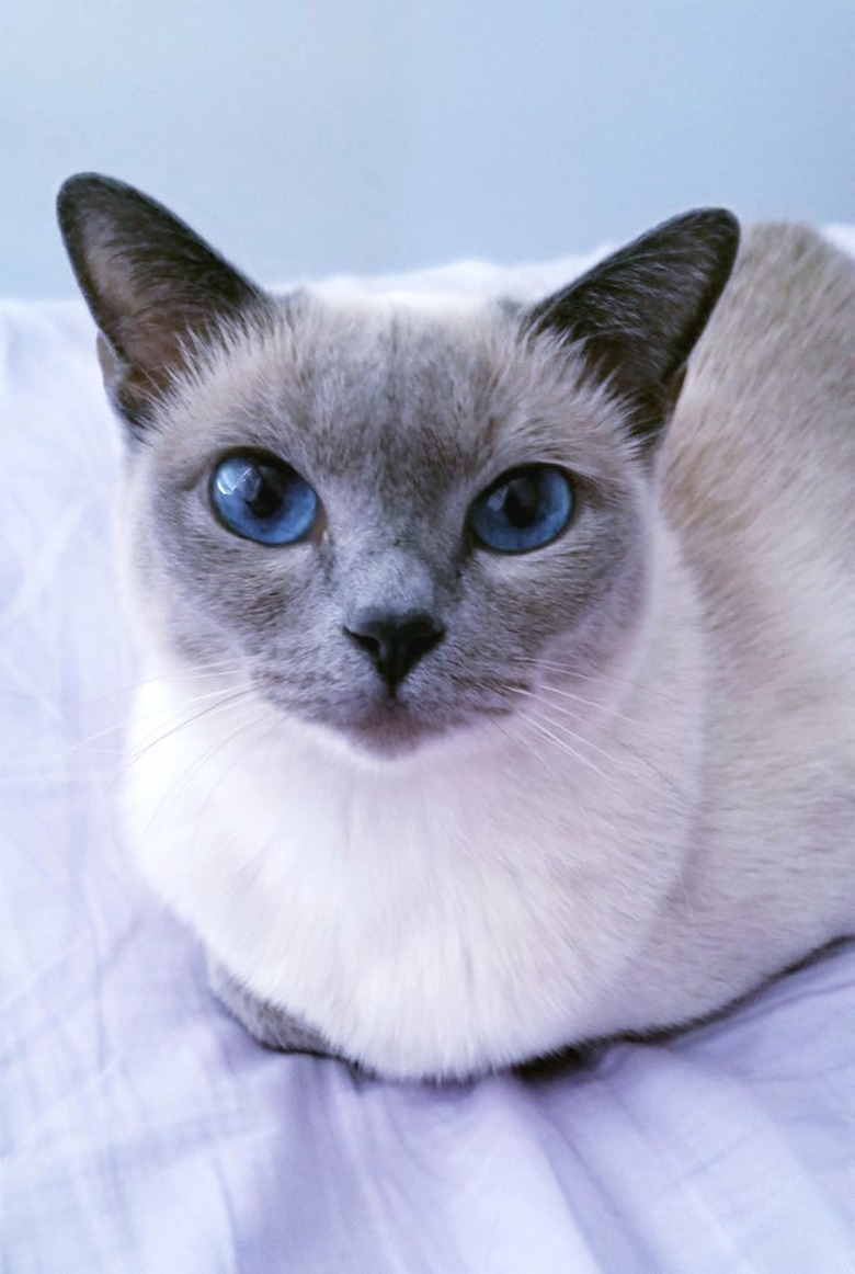 Cat with blue eyes