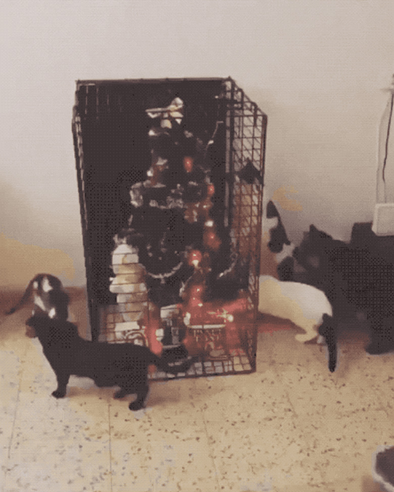 Christmas tree put in cage to protect it from cats